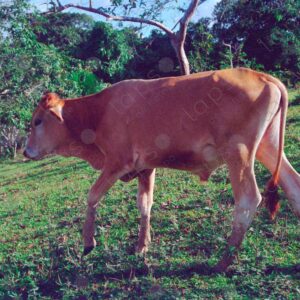 Amazonian calf