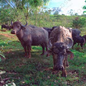 Amazonian cattle 1