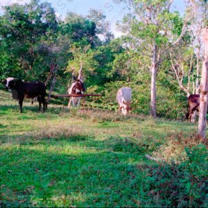 Amazonian cattle 3