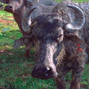 Amazonian ox