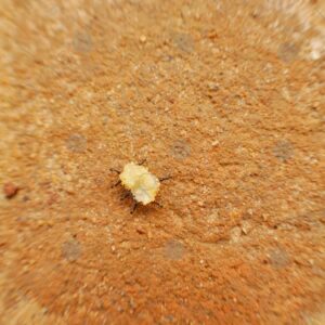 Ants carrying a grain of sugar
