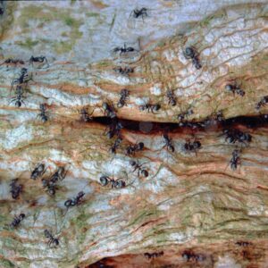 Ants on a tree trunk