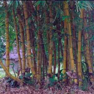 Bamboo