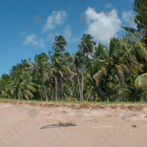 Beach, sand, and palm tree forest
