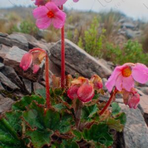 Begonia in the mountains