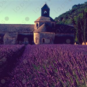 Bell tower and lavender of Sénanque Abbey