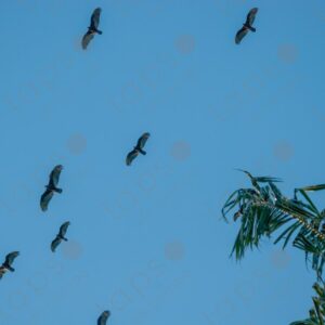 Birds in the sky