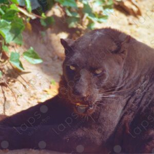 Black Panther Barcelona Zoo 1