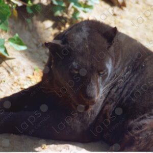 Black Panther Barcelona Zoo 2