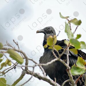 Black headed vulture, Coragyps atratus