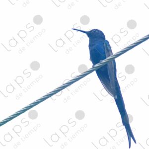 Blue hummingbird perched on a wire