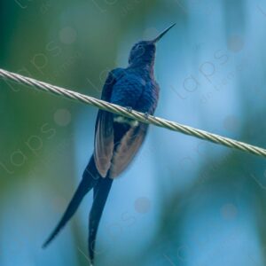 scissortailed hummingbird