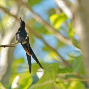 Blue scissortailed hummingbird perched on tree branches 1
