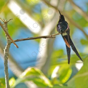 Blue scissortailed hummingbird perched on tree branches 2