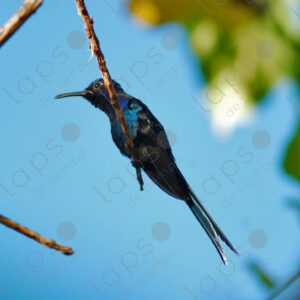 Blue scissortailed hummingbird perched on tree branches 3