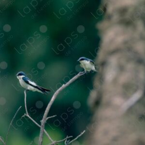 Blue-winged Swallows 1