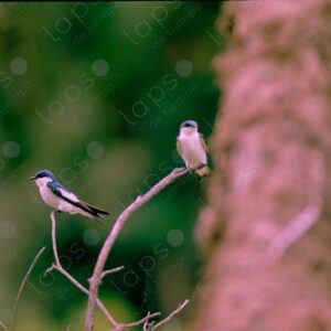 Blue-winged Swallows 2