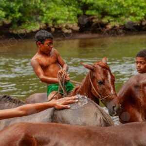 Boys bathing with horses in the river