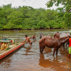 Boys bathing with horses in the river