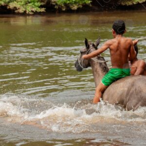 Boys bathing with horses in the river