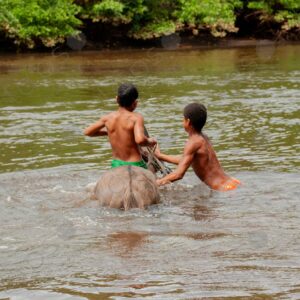 Boys bathing with horses in the river