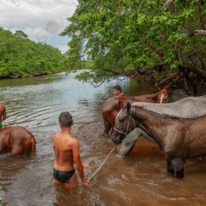 Boys entering the river water with horses 1