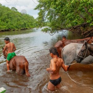 Boys entering the river water with horses 2