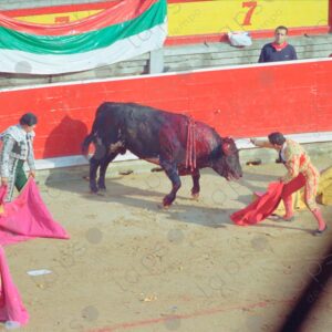 Bullring, bullfighter attacking a bull with more men