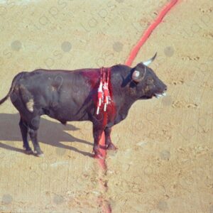 Bullring, wounded bull alone in the arena 1