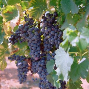 Bunch of black grapes on the vine, Narbonne