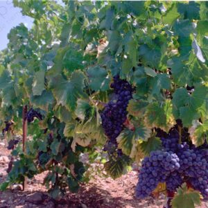 Bunches of grapes in the vineyards of Narbonne