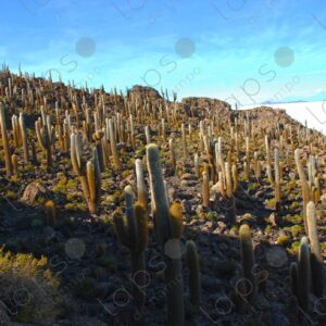 Cactus Forest Slar Uyuni