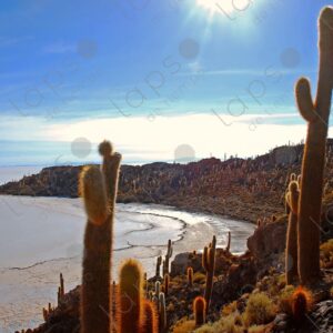 Beach at Isla Incahuasi, Salar de Uyuni