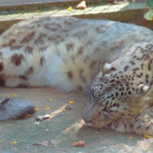 Caged snow leopard at Barcelona Zoo 2