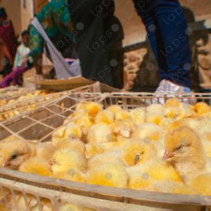 Chicks in a basket for sale