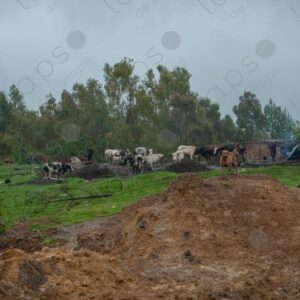 Cloudy Landscape of Field and Cows 1