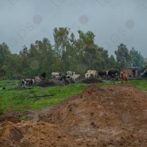 Cloudy Landscape of Field and Cows 2