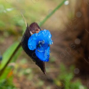 Commelina dianthifolia 3