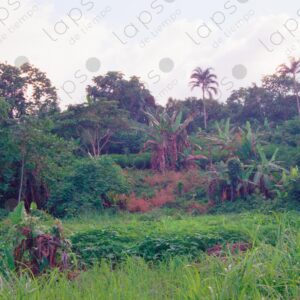 Countryside and jungle landscape