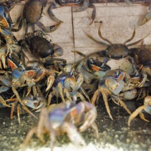 Crabs in cage 1