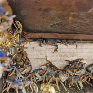 Crabs in cage 2