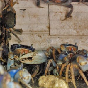 Crabs in cage 3