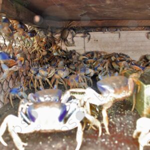 Crabs in cage 4