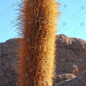 Detail of Cactus