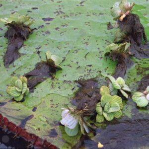 Detail of giant lotus