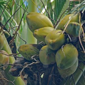 Detail of coconuts on a palm tree 2