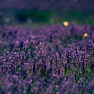 Detail of lavender and butterflies, Sénanque Abbey