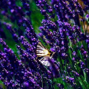 Detail of lavender and butterfly in the Abbey of Sénanque