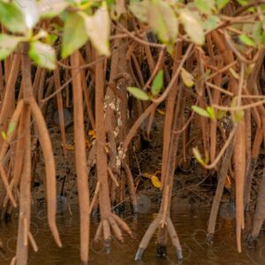 Detail of mangrove roots entering the river 1