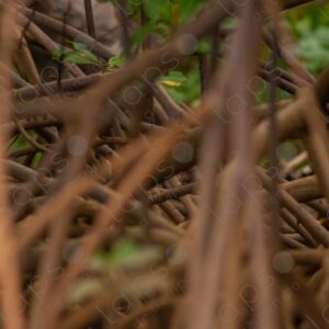 Detail of mangrove roots